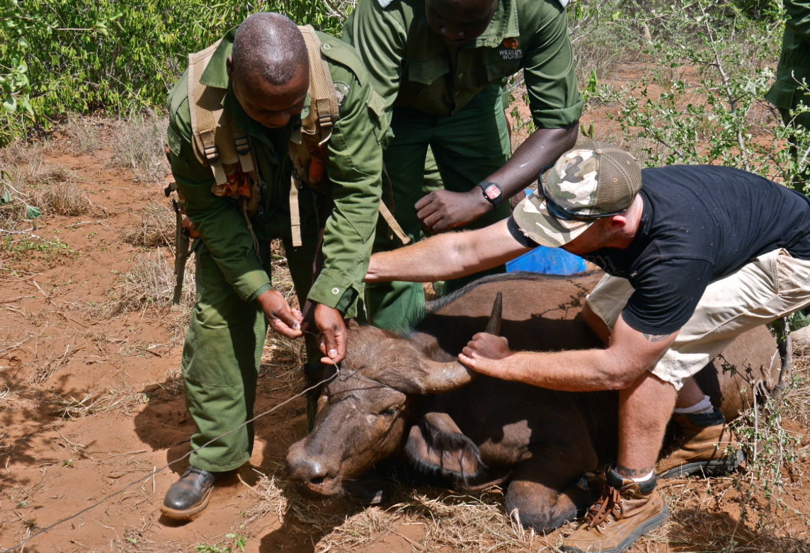 wildlife works, tsavo, david shedrick, kws, kenya wildlife services, wildlife rescue