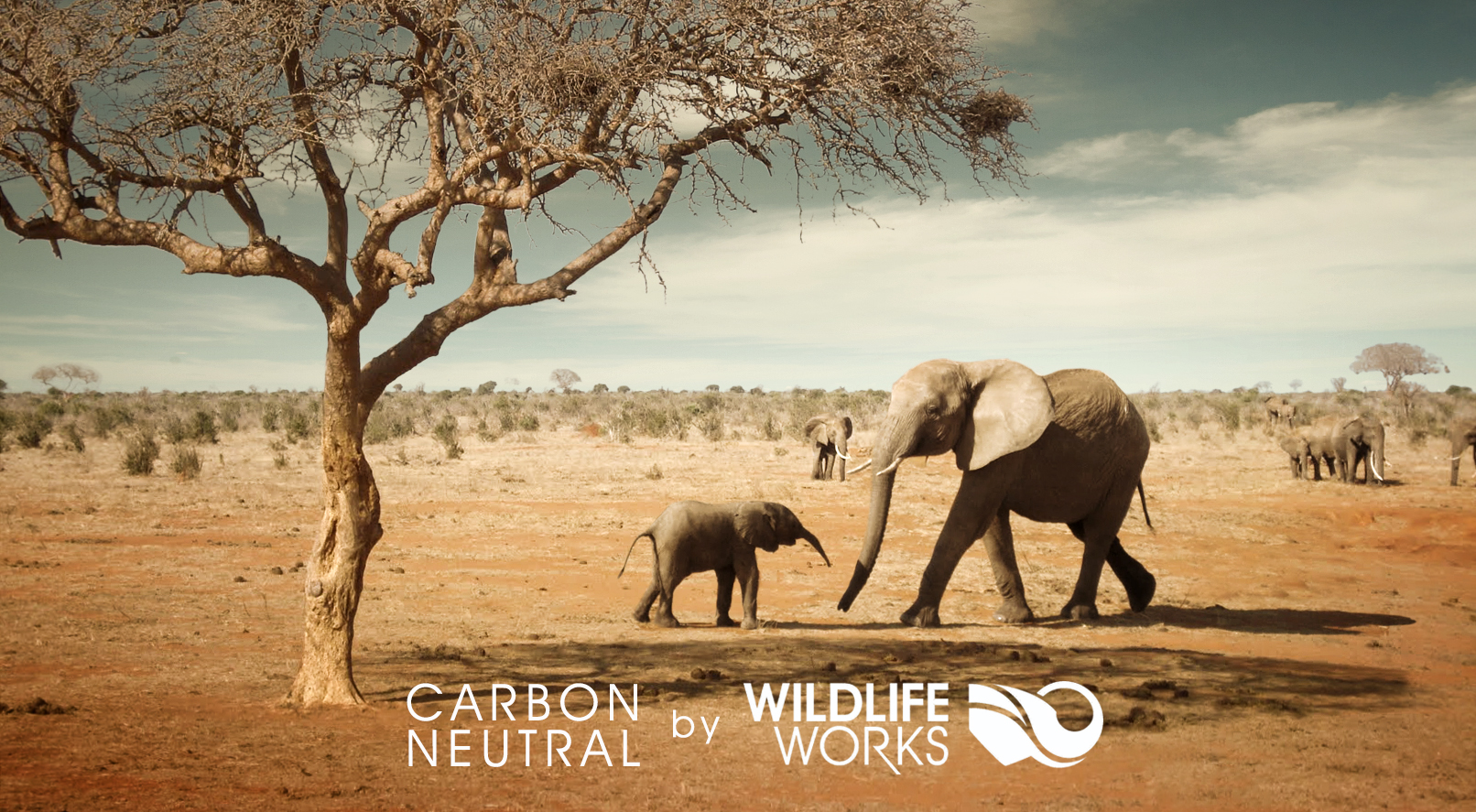 Image result for carbon neutral wildlife works