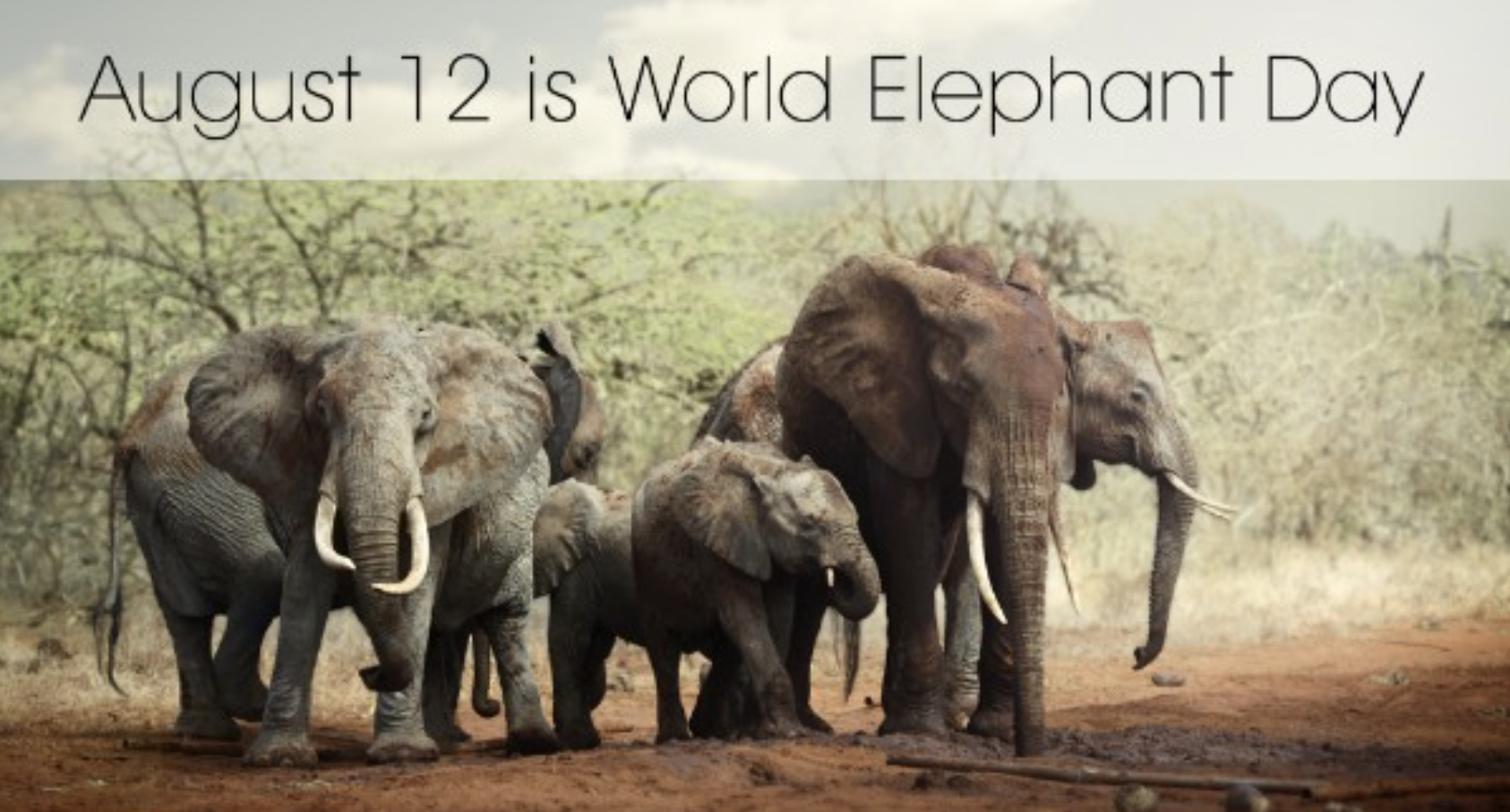 Image result for world elephant day 2019