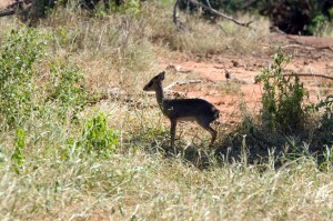 Dik diks are small antelopes that live in the bush lands of Eastern and Southern Africa.