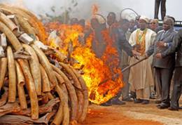 Photo of Kenyan government officials burning ivory, from Jason Straziuso’s article for Independent Newspaper. 