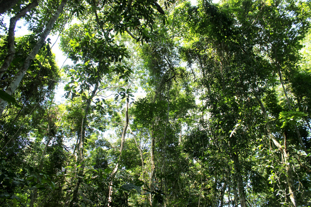 Congo Basin Forest Canopy