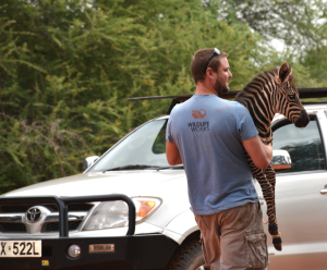 rescued zebra Wildlife Works