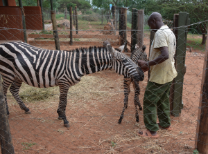 zebra rescue Wildlife Works