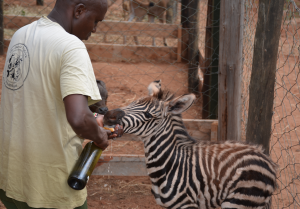 zebra rescue wildlife works 
