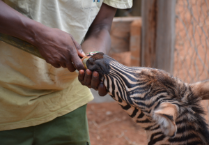 zebra rescue Wildlife Works