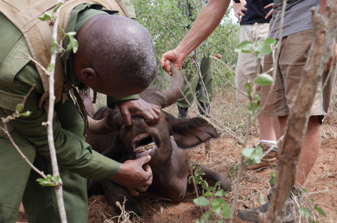 The vet also inspected the buffalo’s teeth and was therefore able to determine that he was about 2.5 years old.