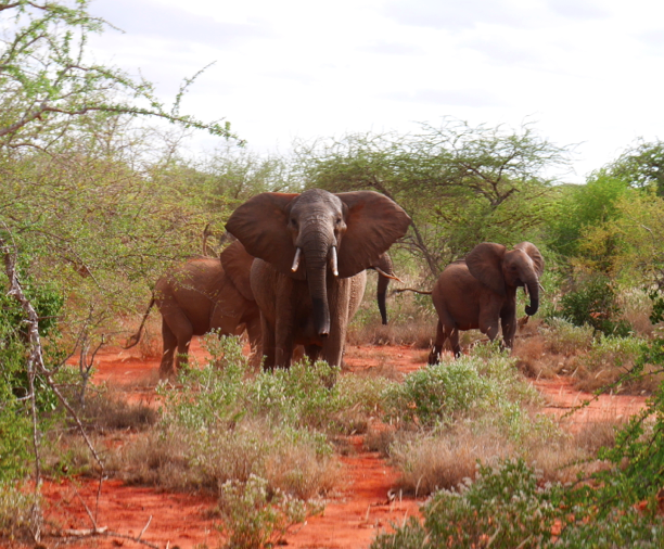 wildlife works, kenya, wildlife education, eco tourism, safari, elephants