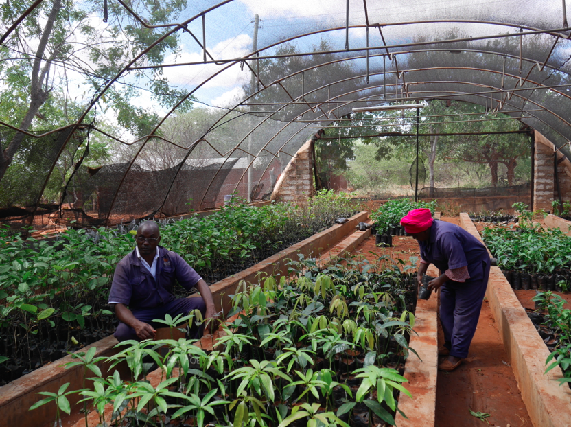 Wildlife Works Greenhouse, sustainable farming, kenya, forest conservation, plant a tree